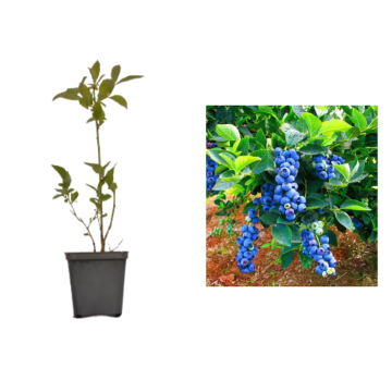 Afin dulce Bluegold de 20-30 cm la ghiveci de la Plantland SRL