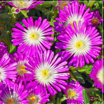 Floare de cristal violet (delosperma) in ghiveci