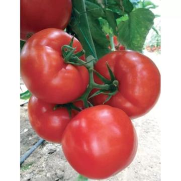 Seminte tomate timpurii, 500 sem, Yuksel Eurasi F1 de la Dasola Online Srl