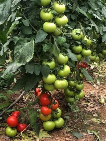 Seminte tomate Ozkan F1 - 1000 sem, Yuksel