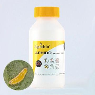 Pradator afide, Aphidocontrol, 1000 indivizi, Agrobio de la Dasola Online Srl