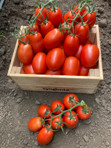Seminte de tomate Bacalar F1, prunisoara (500 seminte) de la Lencoplant Business Group SRL