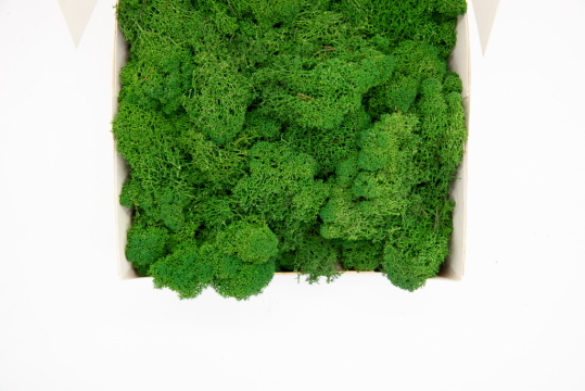 Licheni decorativi curatati, verde inchis, 400g