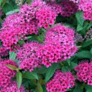 Floare Cununita roz, spiraea salicifolia in ghiveci