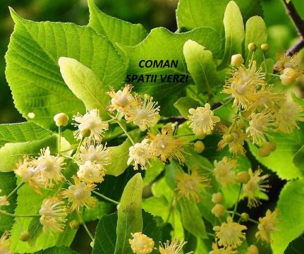 Tilia Platyphyllos (tei cu frunze mari), h= 2-2.4 m