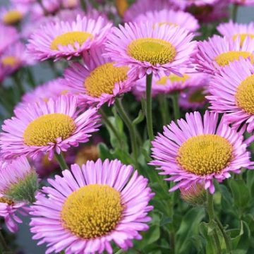 Planta perena Erigeron Sea Breeze la ghiveci