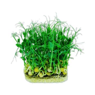 Microplante Iasi Mazare