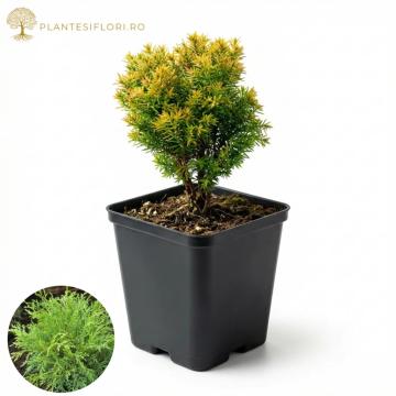 Arbore Chiparos Siberian Microbiota Decussata ghiveci 0.7L de la Plante Si Flori Srl