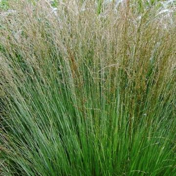 Iarba de mlastina de 25-35cm la ghiveci de 2L de la Plante Si Flori Srl