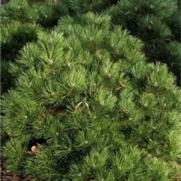 Pin negru de 35-50cm la ghiveci 2L de la Plante Si Flori Srl