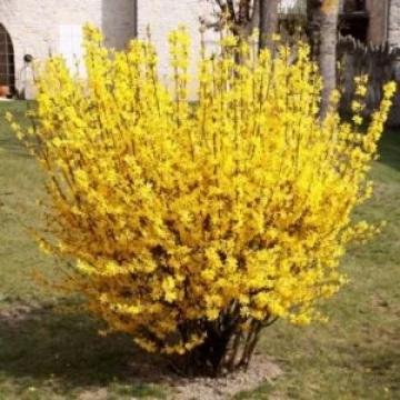 Ploaia de aur de 90-100cm la ghiveci 2lL de la Plante Si Flori Srl