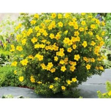 Tufa Potentilla fruticosa galbena de 25-35cm la ghiveci 2L de la Plante Si Flori Srl