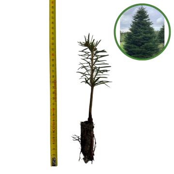 Puiet brad Nordmann 10cm de la Plante Si Flori Srl
