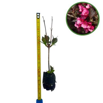 Puiet Weigela Victoria 10cm de la Plante Si Flori Srl