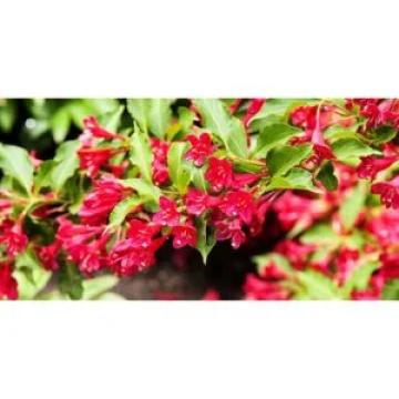 Planta Weigela Bristol Ruby la 35-45cm la ghiveci 2L