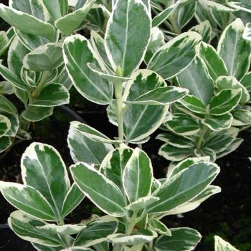Arbust ornamental Euonimus J. President Gauthier